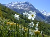 pelouse4