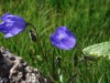 1_Campanules