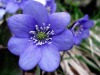 Anemone-hepatique-2