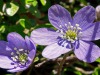 Anemone-hepatique