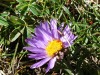 Aster-des-Alpes