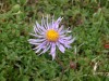 Aster-mauve