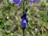Campanules-2
