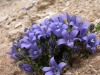 Campanules-du-Mont-Cenis
