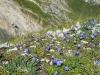 Campanules_Valloire_2021-2