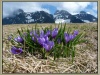 Crocus-au-col-de-Cenise