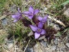Gentianes-champetres-mauves-2