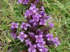 Gentianes-champetres-mauves-3