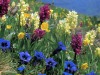 Gentianes-de-Koch-et-orchis