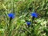 Gentianes-printanieres-49