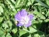 Geranium-des-bois