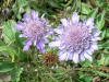 Knautia-des-champs