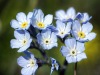 Myosotis-alpestre