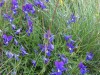 Pensees-violettes