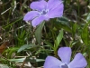Pervenche
