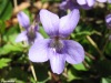 Violette