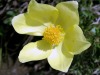 Anemone-souffree