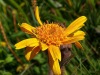 Arnica
