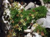 Fleurs-grasses-de-rocaille