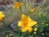 Fleurs-jaunes-aux-Carroz