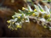 Genepi-2