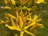 Gentiane-jaune-2