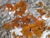 Lichens
