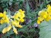 Lotier-cornicule