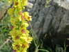 Molene-bouillon-blanc