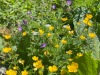 Prairie-alpestre