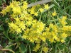 Saxifrage