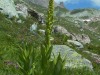 Veratre-blanc