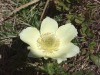 anemone-soufree-2