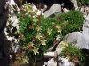 fleurs-grasses-de-rocaille