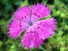 Bleuet-rose-clos