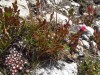 Fleurs-de-rocaille-2