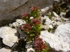 Fleurs-de-rocaille