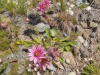 Fleurs_Valloire_2021-1
