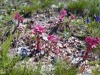 Fleurs_Valloire_2021-3