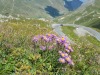 Fleurs_Valloire_2021-48