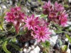 Fleurs_Valloire_2021-5