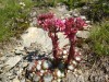 Fleurs_Valloire_2021-6