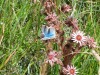 Fleurs_Valloire_2021-7
