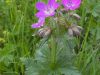 Geranium-des-bois-2