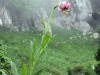 Lis-martagon-2