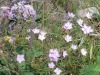 Oeillets-des-prairies