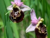 Ophrys