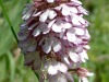 Orchis-2