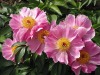 Pivoine