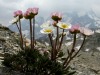 Renoncule-des-glaciers-2